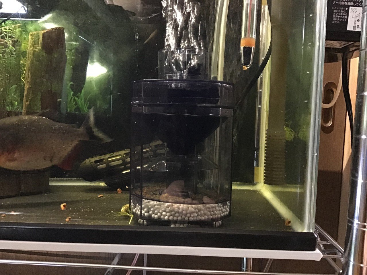 年1月の水槽記録 ゆーいちの水槽部屋 Note 年1月の水槽記録 ゆーいちの水槽部屋 Note