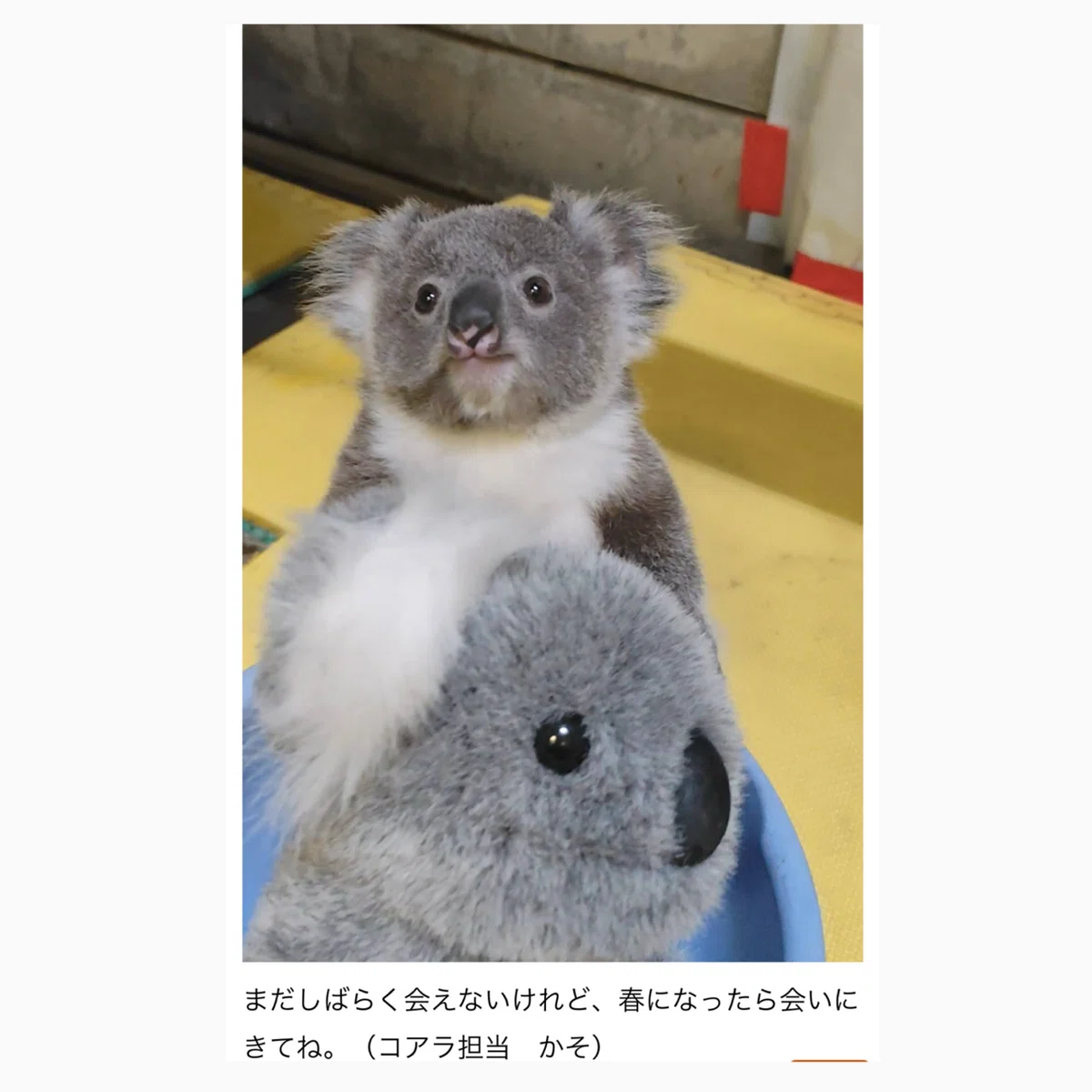 コアラを抱っこしたら沼にハマりました｜ 茉