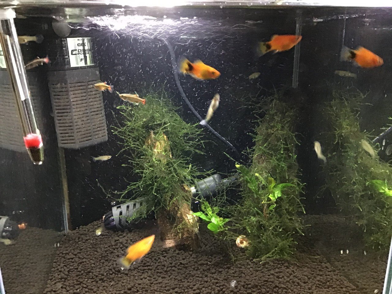 年1月の水槽記録 ゆーいちの水槽部屋 Note 年1月の水槽記録 ゆーいちの水槽部屋 Note