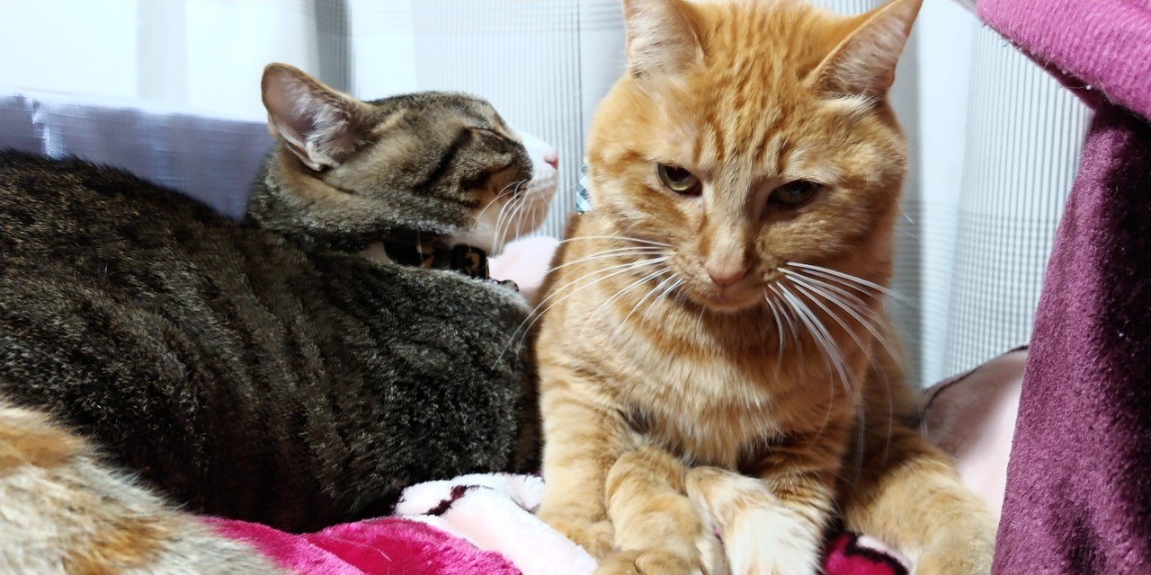 ねこかぷ Tea Note ねこかぷ Tea Note