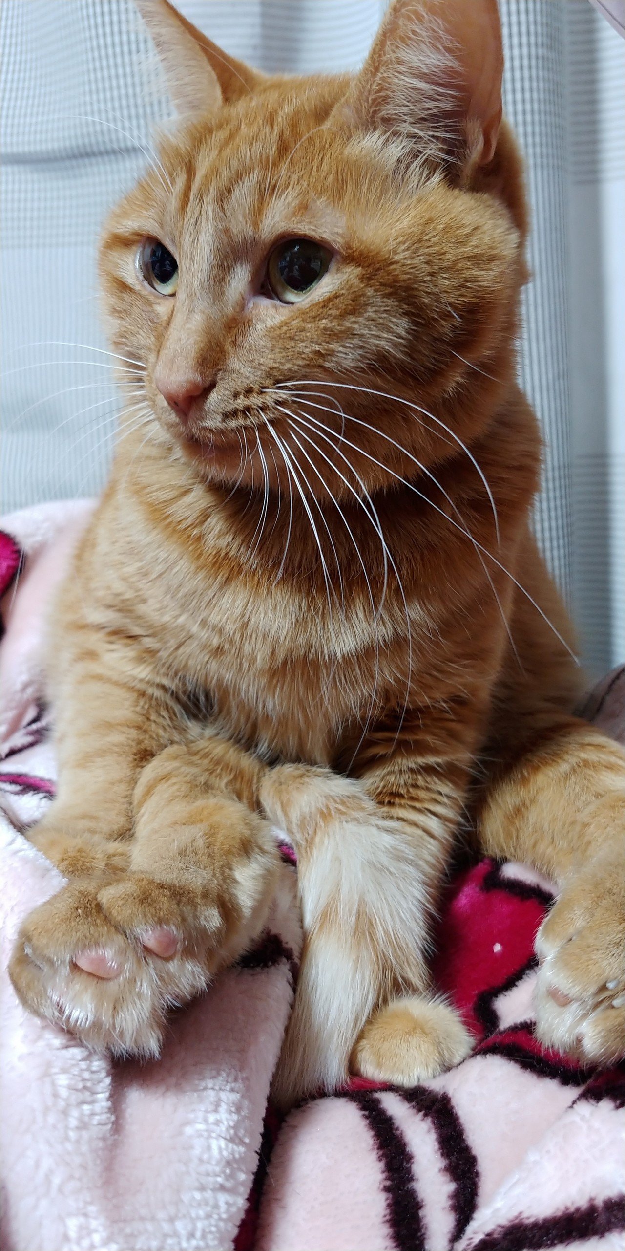 ねこかぷ Tea Note ねこかぷ Tea Note