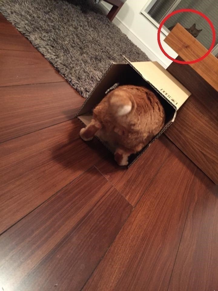 部屋の中で、箱に突進するお兄ちゃんを撮っていたら窓の向こうからこっちを見ている猫が・・・写ってい・・・ま・・・し・・・た。