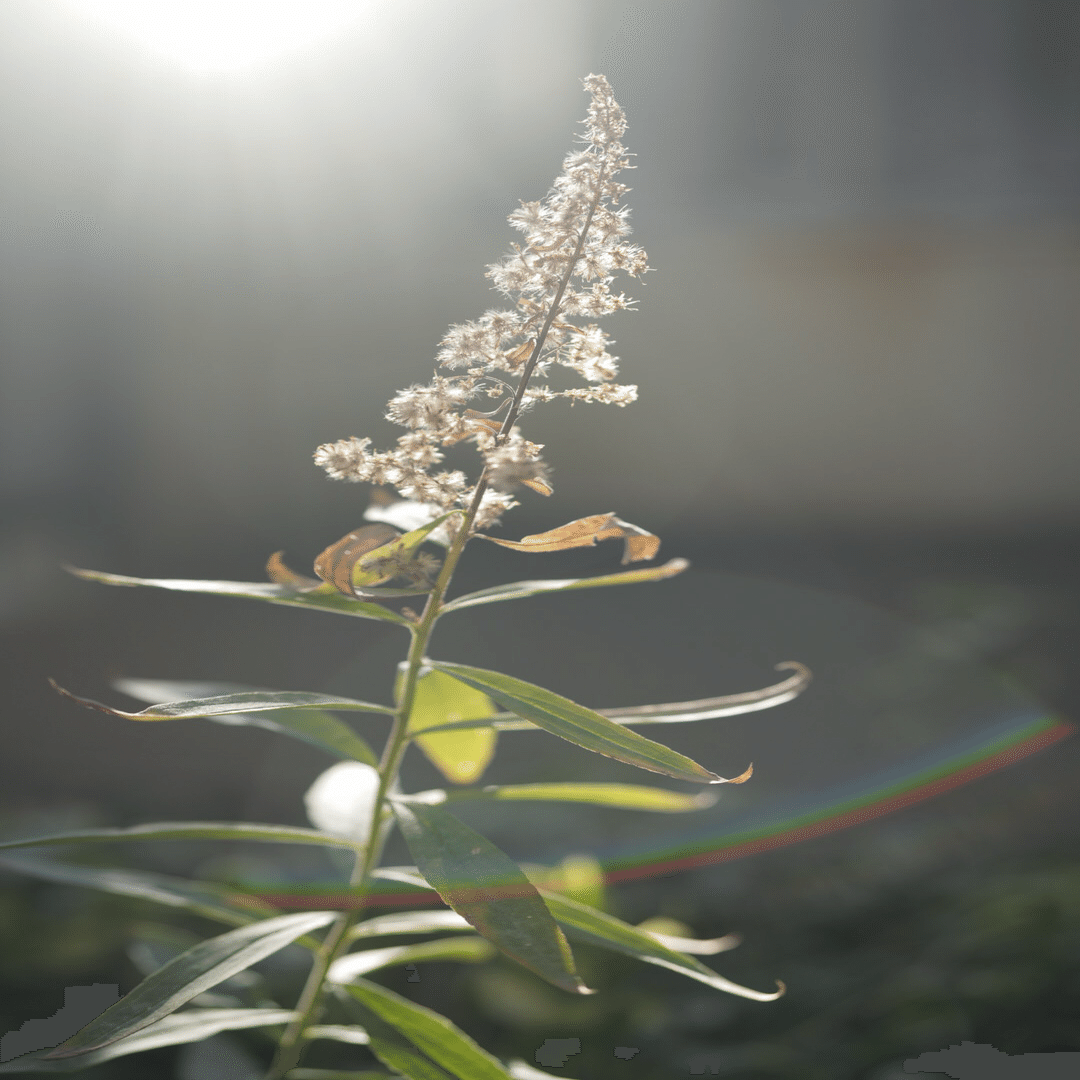 【ホワイトミスト】ポートレートにおすすめなフィルター | KANI White Mist No.3 をレビュー KANI ホワイトプレミアムミストNo.5 55mm