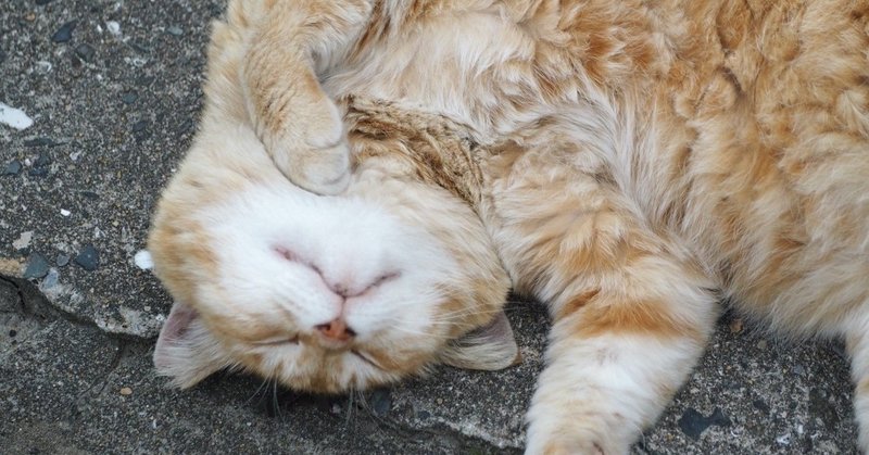 猫になりたい Anagonの日記 1 5 あなごん Note