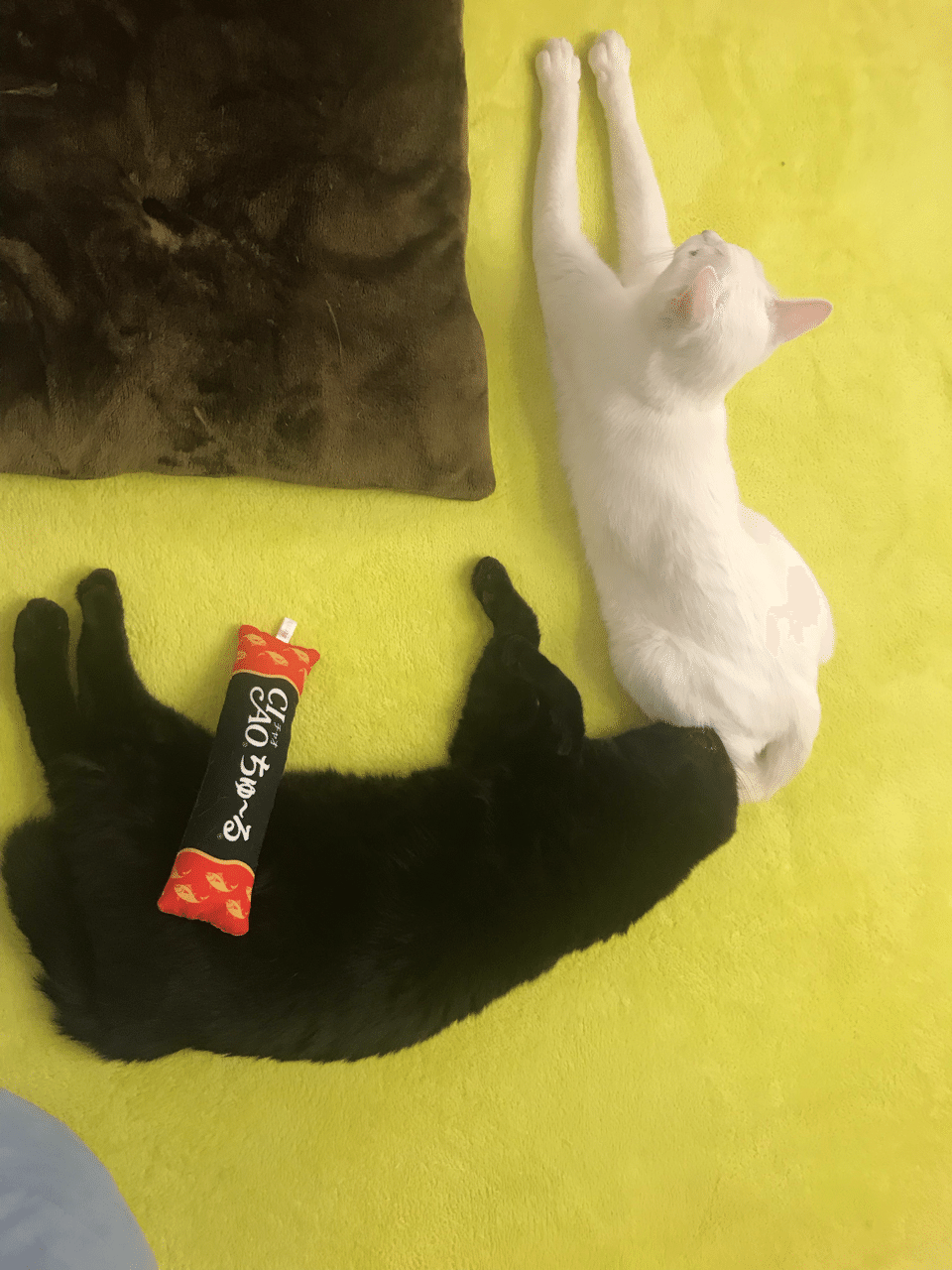 ビビリとイケおじ 保護ねこカフェおむすび Note