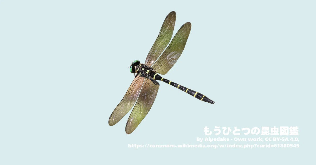 オニヤンマについて｜もうひとつの昆虫図鑑