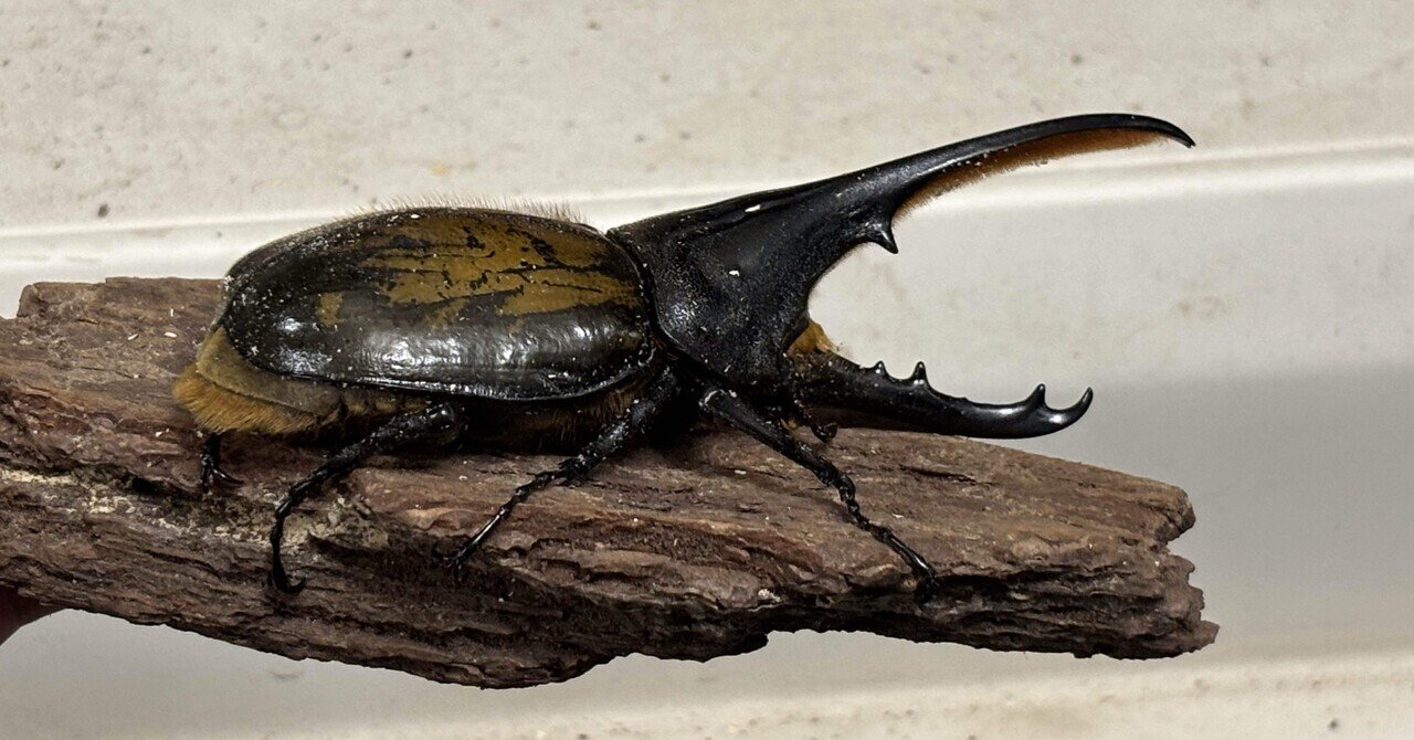 ヘラクレスオオカブト エクアトリアヌス｜Debris@昆虫｜note