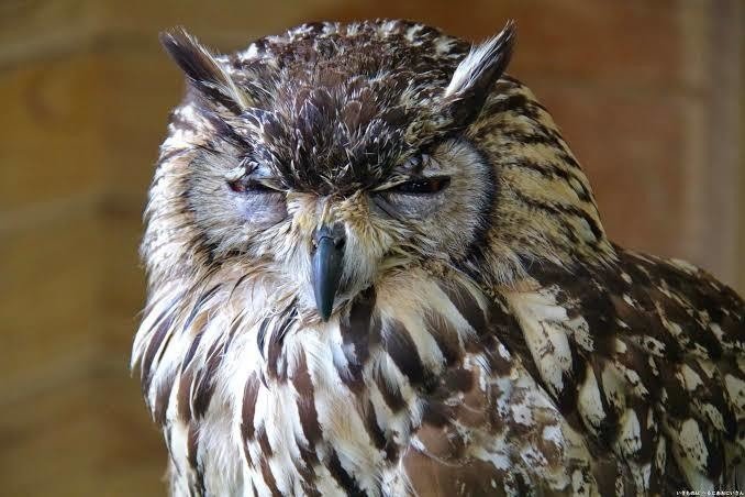 第751回 フクロウとは 翆野 大地 Note