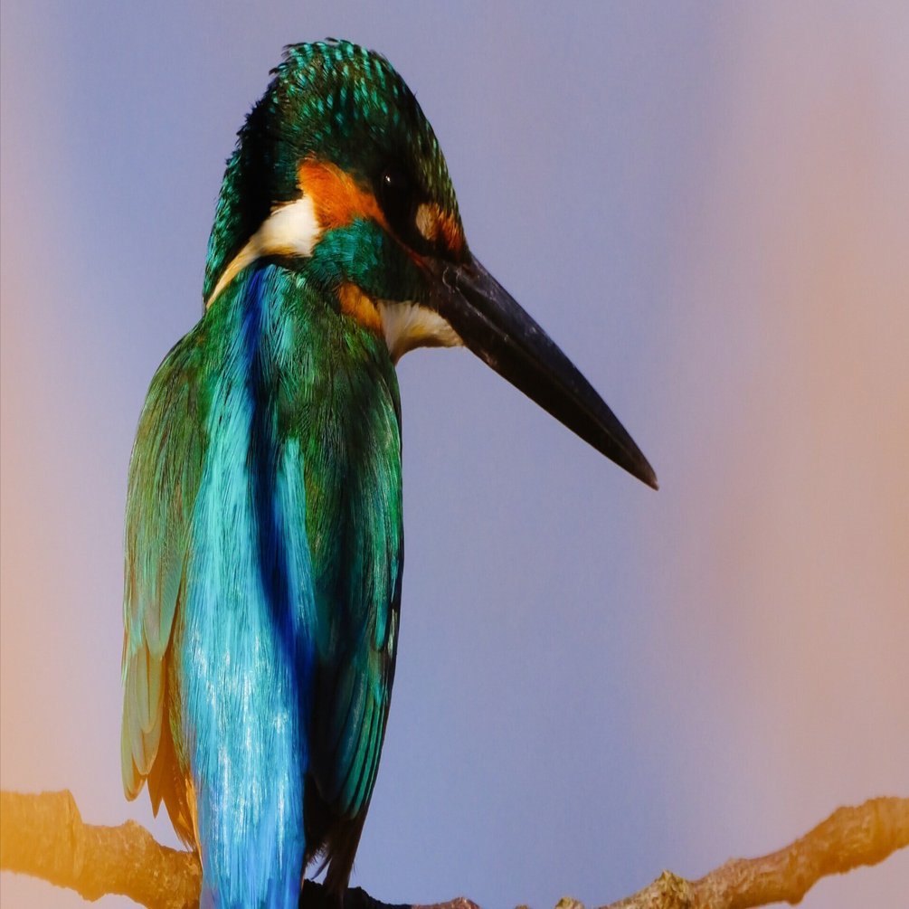 無念の野鳥撮影…。いい写真が全く撮れなくてもやっぱりカワセミは