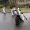 ペンギン太郎 / MBA / 多言語話者 / AI大好き
