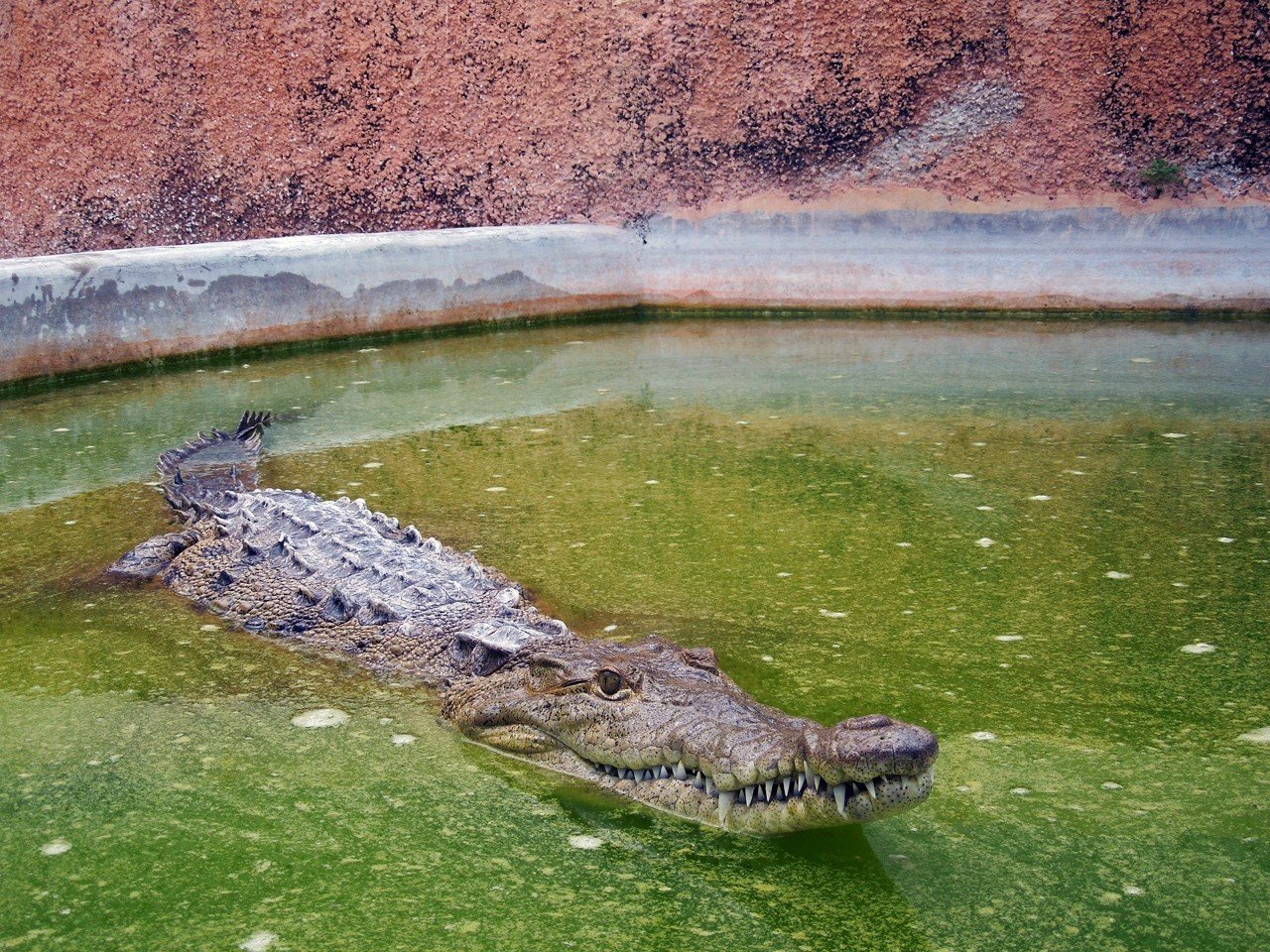 Sight #014] Black River Safari / ワニとマングローブ。｜KJ@Jamaica