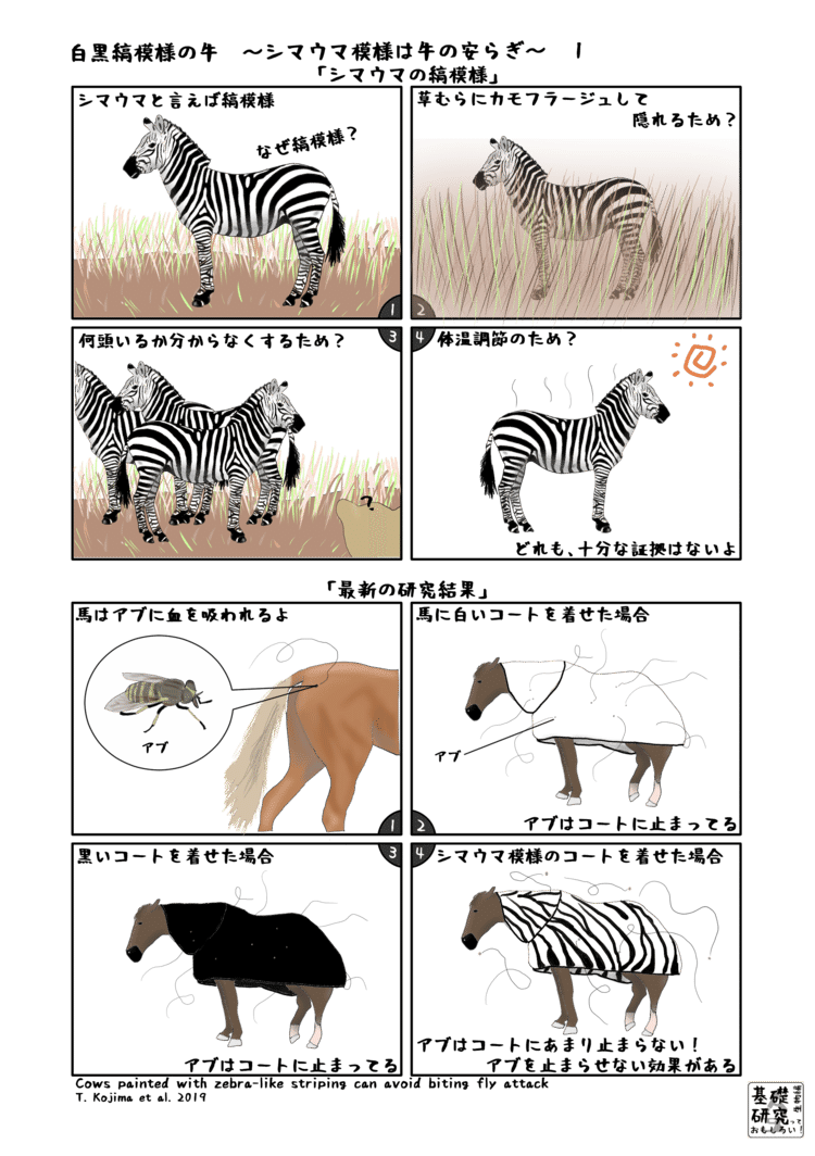 白黒縞模様の牛 シマウマ模様は牛の安らぎ かわいせーざん 基礎研究っておもしろい 生物編 Note