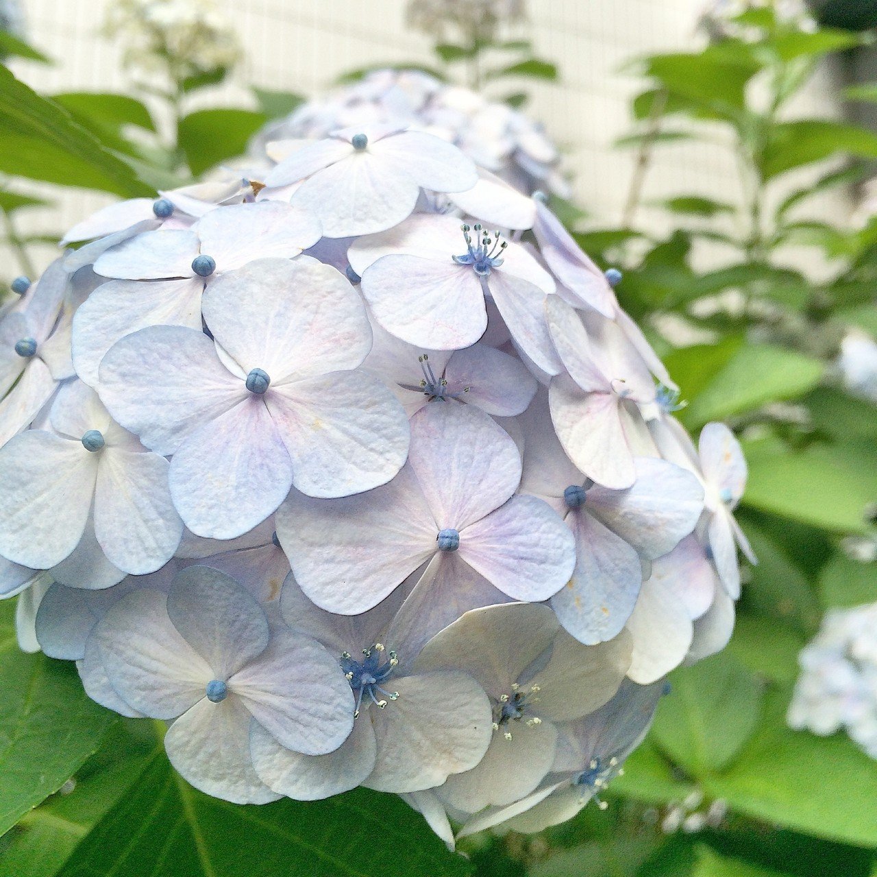 小手毬みたいに小さな紫陽花 Tomoko Shida Note