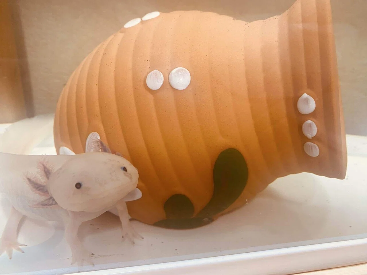 息子が連れて帰って来て、突然やってきたウーパールーパーのウパちゃん 