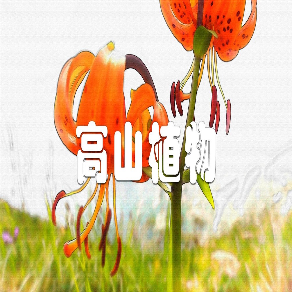 高山植物1（車百合・水彩画風）｜taka