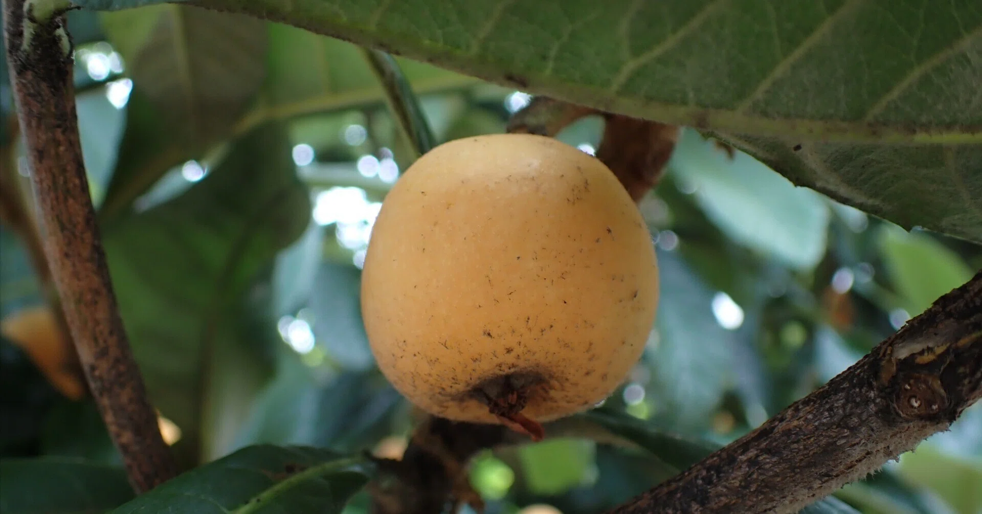 短歌の世界に生きる植物たち】枇杷｜しろいくま