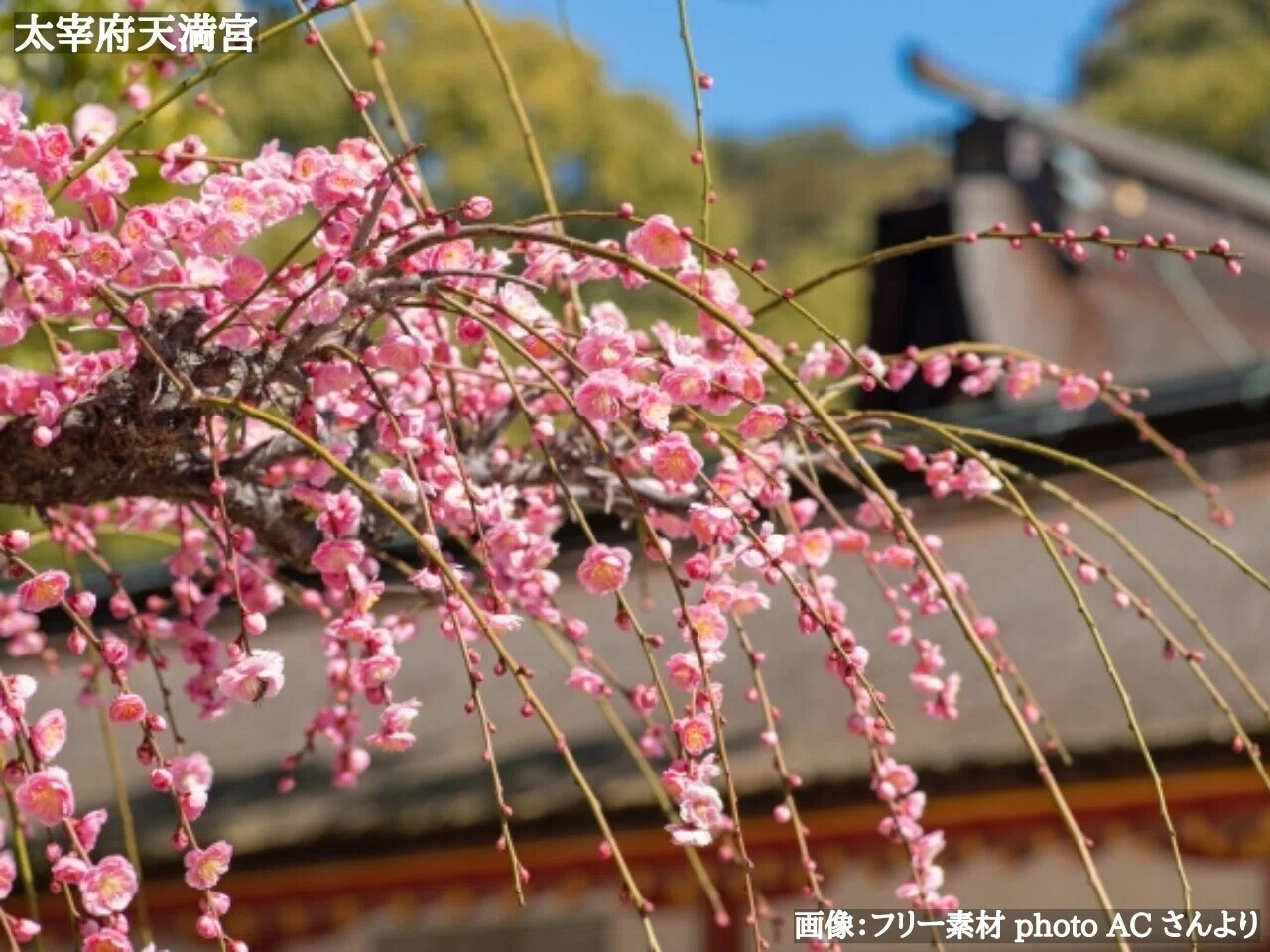 【こち吹かば】 東風吹かば 匂ひおこせよ 梅の花 主なしとて 春を忘るな （菅原道真／拾遺和歌集／雑春 1006） 忙しい…。 柴漬け食べたい ...