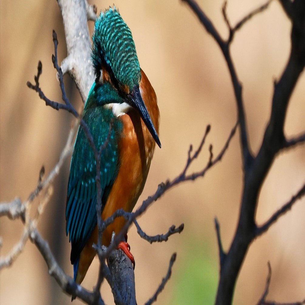 強風の中での野鳥撮影は辛い…。それでもカワセミくんは美しい（OM