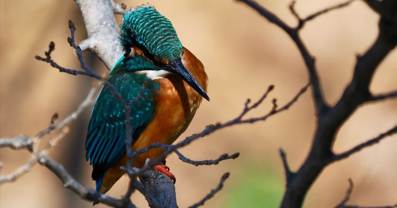 強風の中での野鳥撮影は辛い…。それでもカワセミくんは美しい（OM