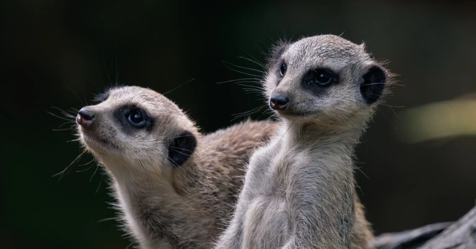 シンガポールで写真撮影】動物園でミーアキャットのツーショットを