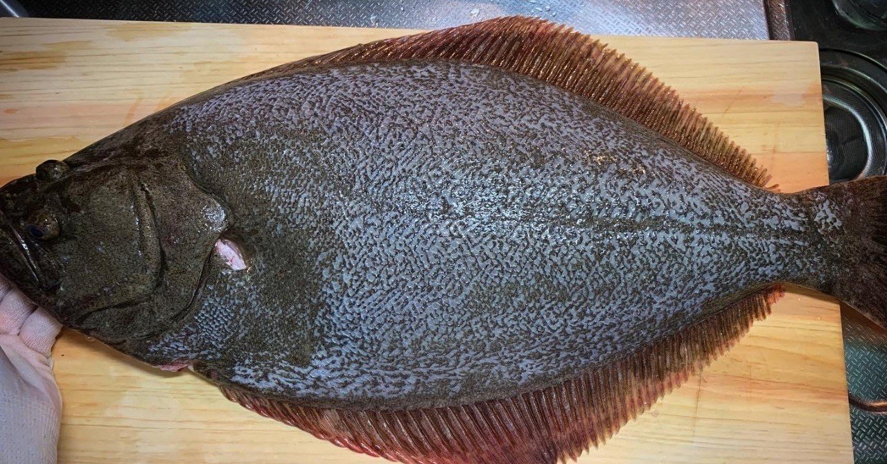 食べるまでが釣り」の新着タグ記事一覧｜note u2015u2015つくる、つながる、と 