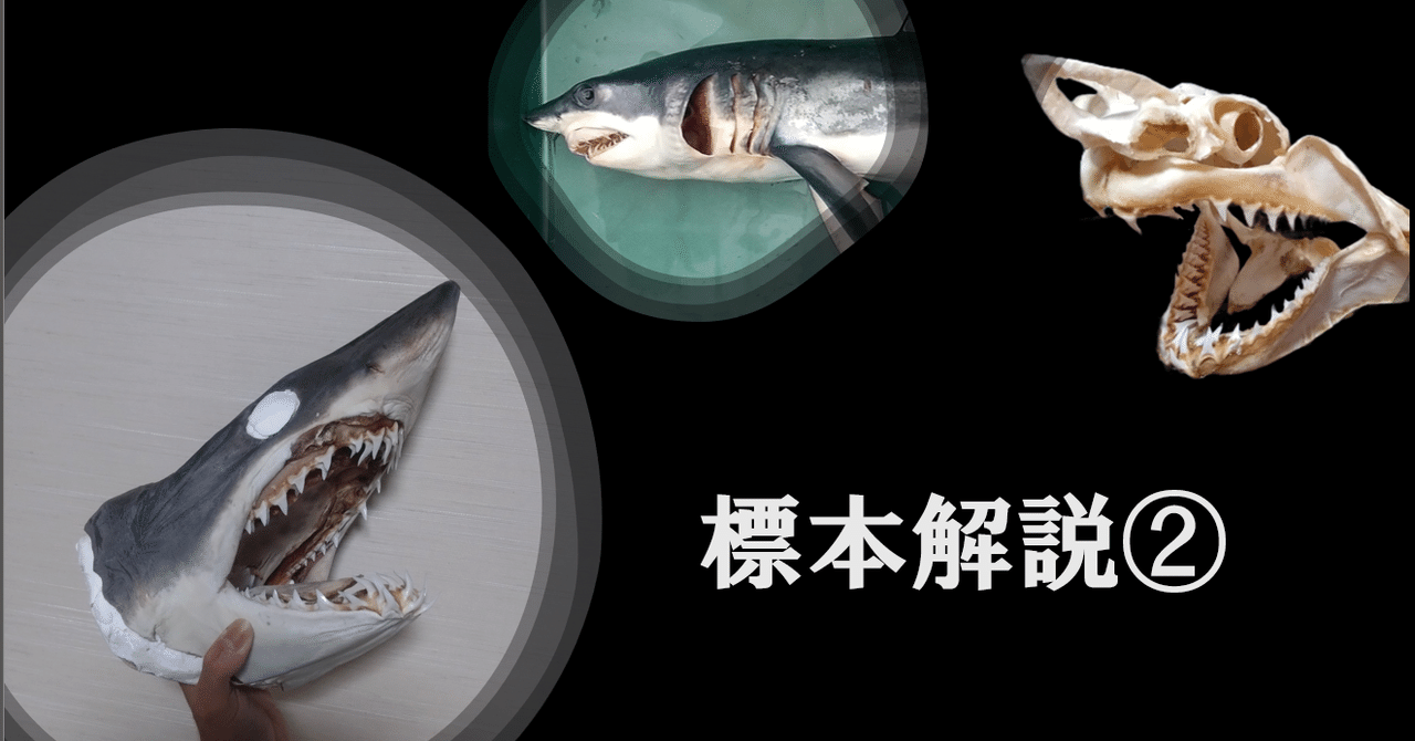 骨格標本 見通せ アブラツノザメ