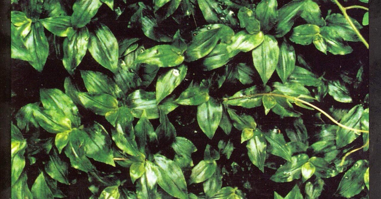 エレファントカシマシ「ココロに花を」破滅と再生の狭間で咲いた、日本