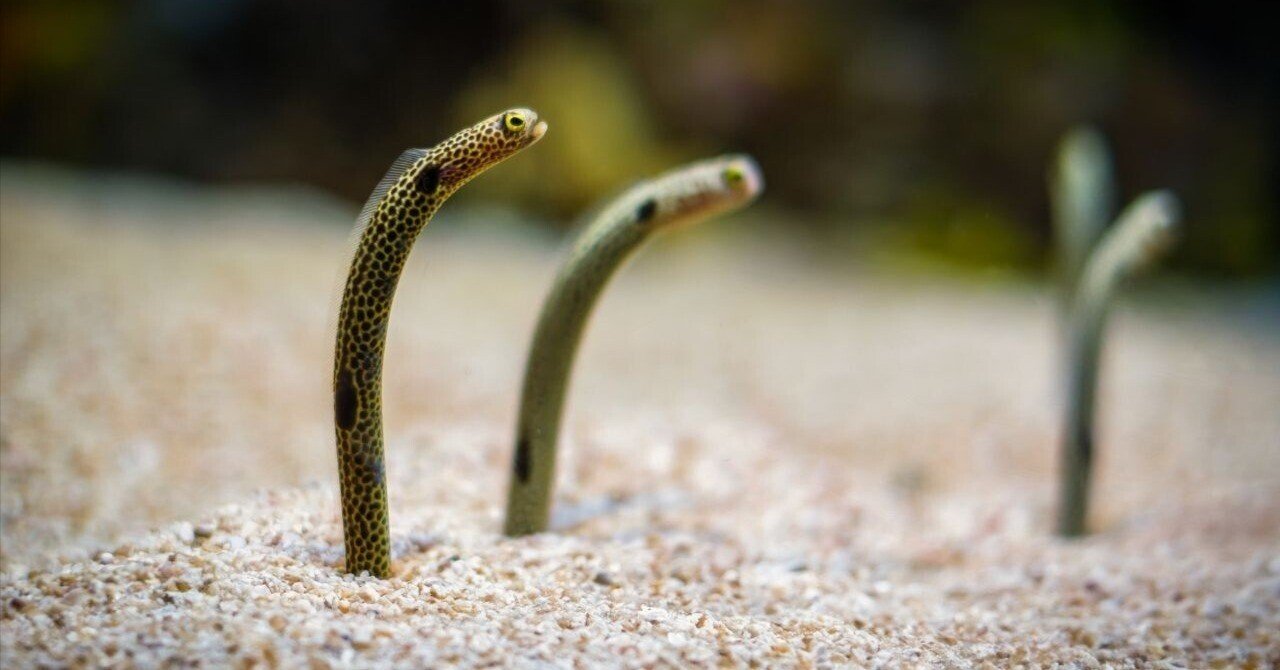 チンアナゴ｜アクアモノグラフ情報｜NoA｜MASUKO aquarium production