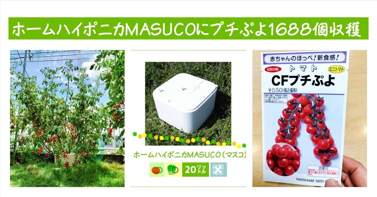 🍅とまとん母さん栽培例】プチぷよ1688個・ホームハイポニカMASUCO