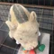 はやお