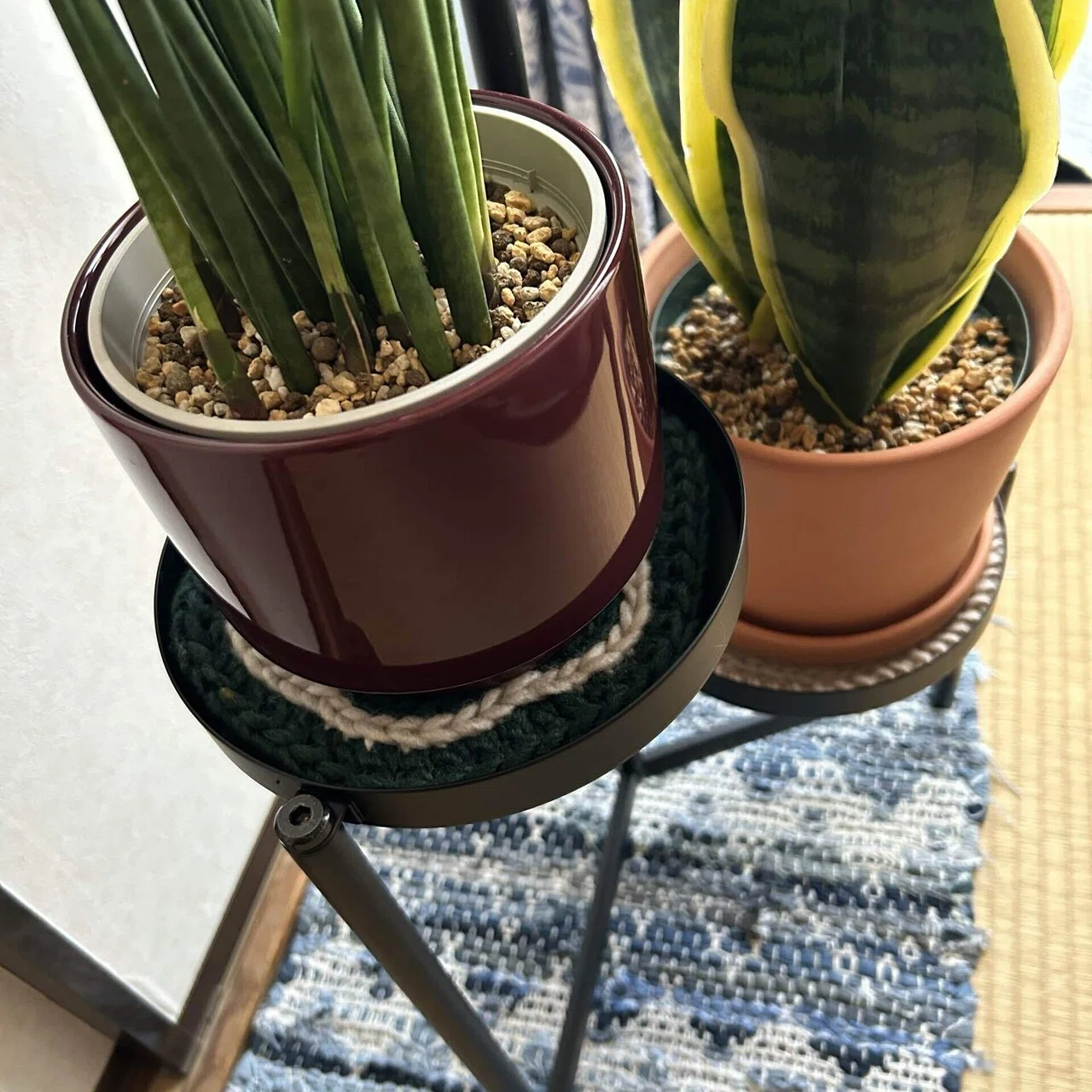 うちの植物たちの冬越し対策。鉢カバーとかマットとか。｜せりぽん