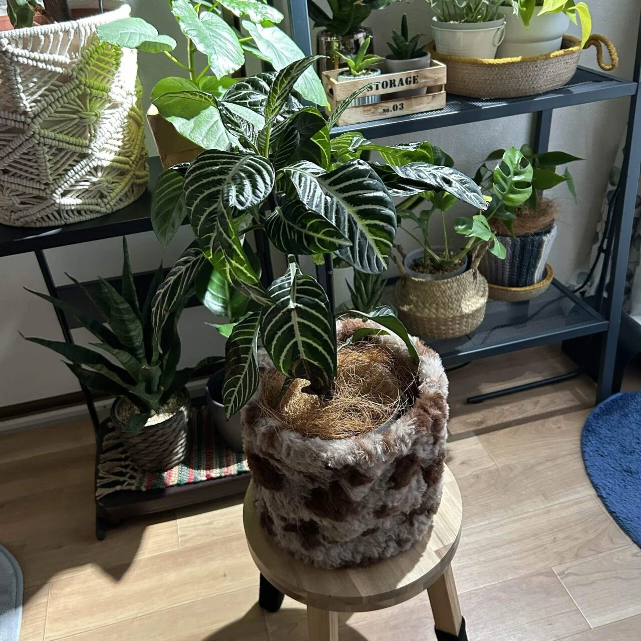 うちの植物たちの冬越し対策。鉢カバーとかマットとか。｜せりぽん
