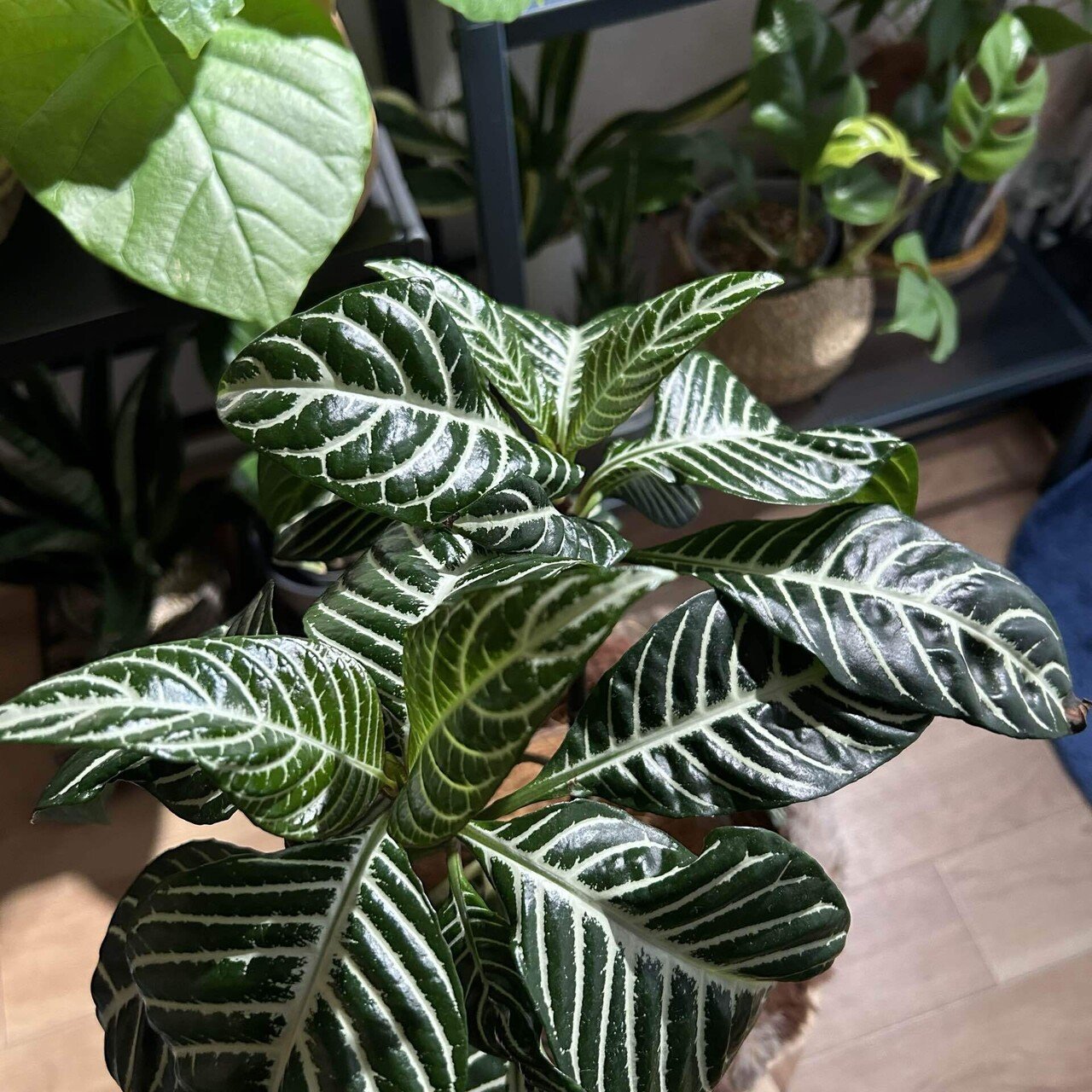 うちの植物たちの冬越し対策。鉢カバーとかマットとか。｜せりぽん