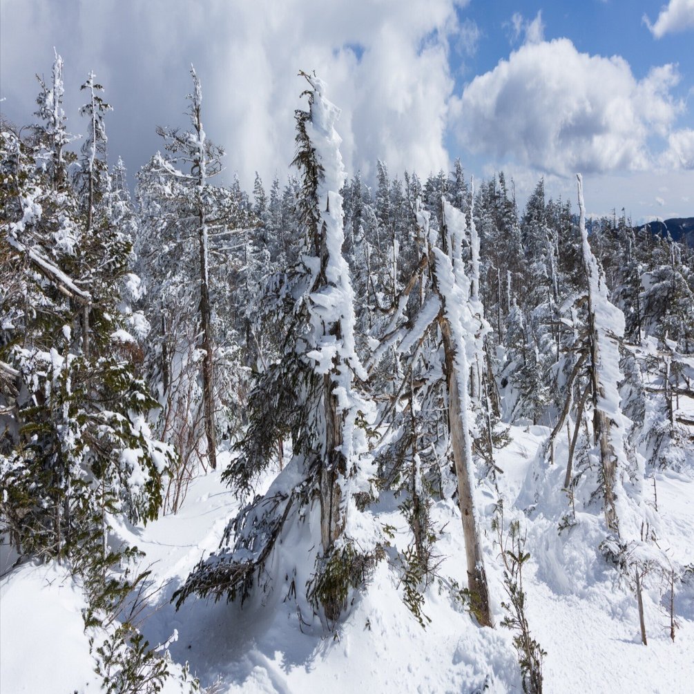 冬の北八ヶ岳、白銀のスノーハイク｜yamadagawa