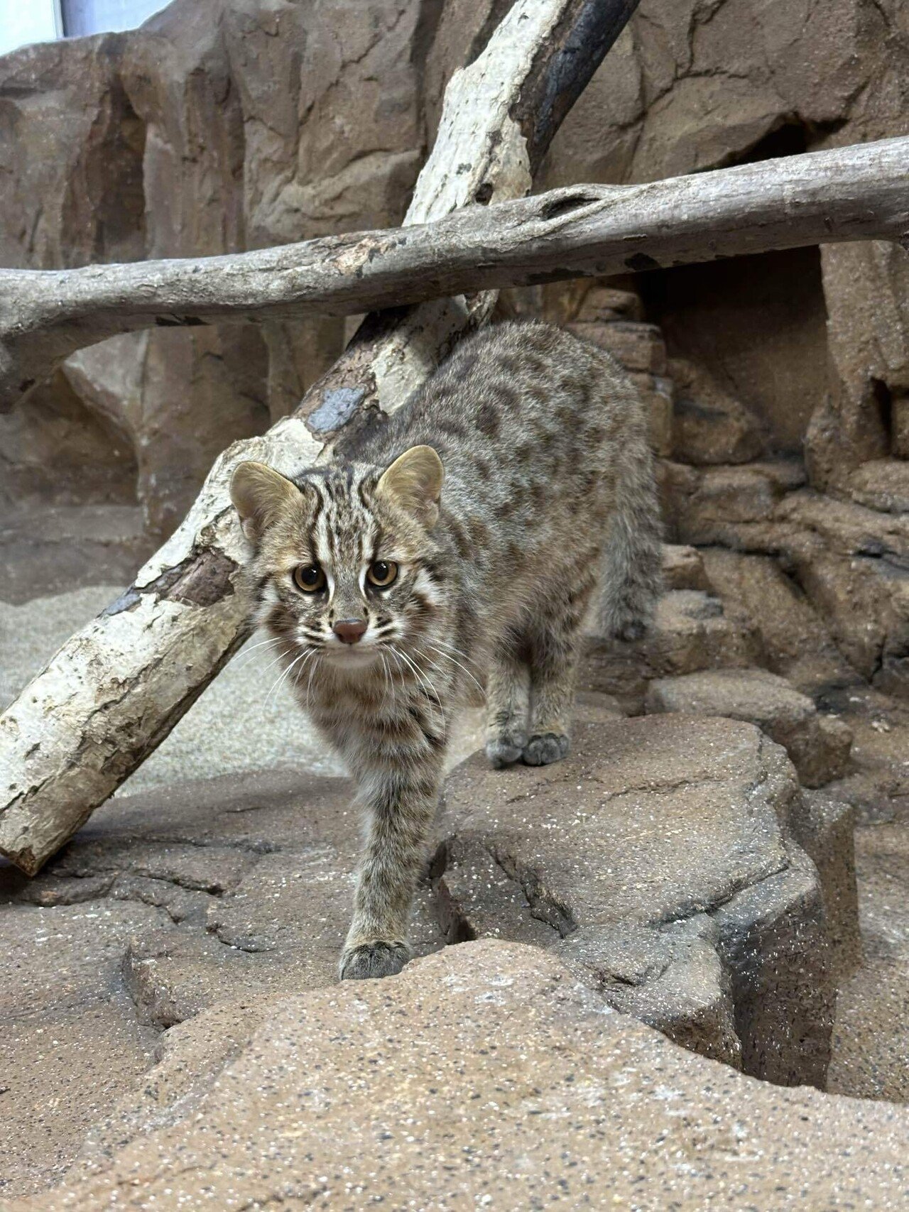 new face！ツシマヤマネコ！｜那須どうぶつ王国公式note