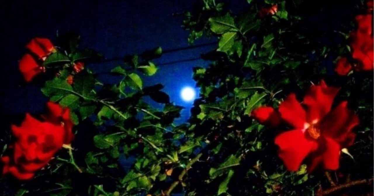 夜中の薔薇 向田邦子 読書感想｜真覚久美子