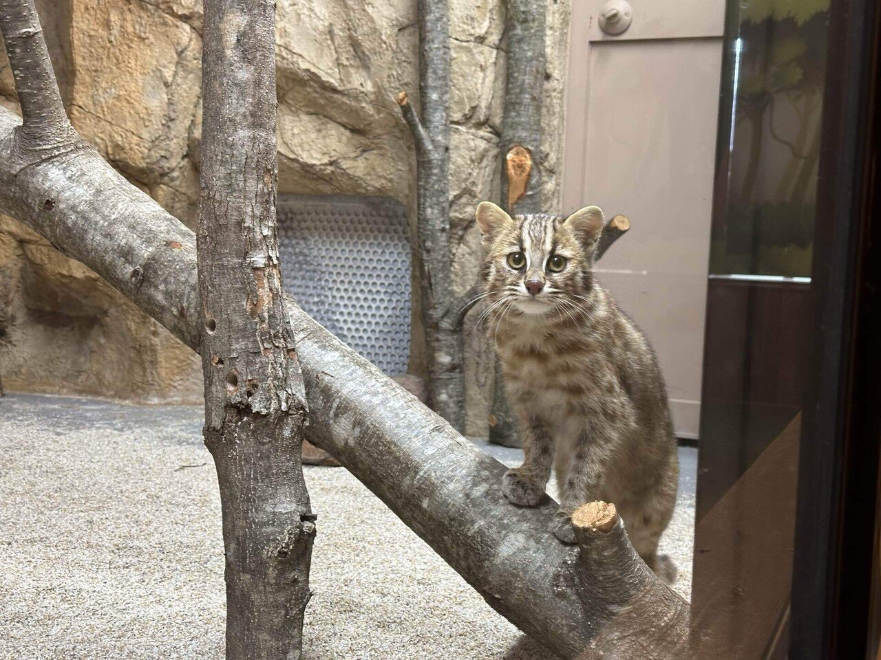 new face！ツシマヤマネコ！｜那須どうぶつ王国公式note