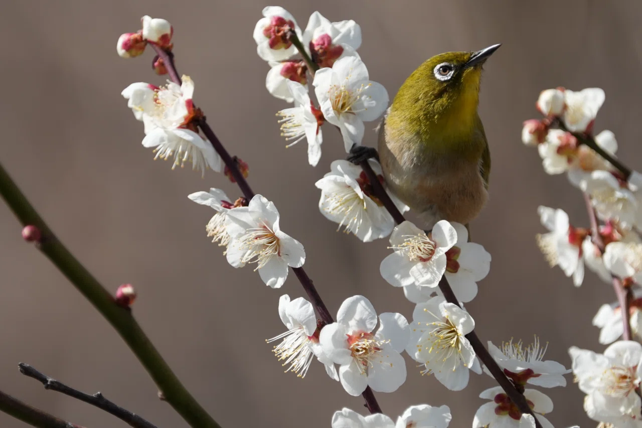 2025年2月27日 葛西臨海公園 市川野鳥の楽園探鳥｜花