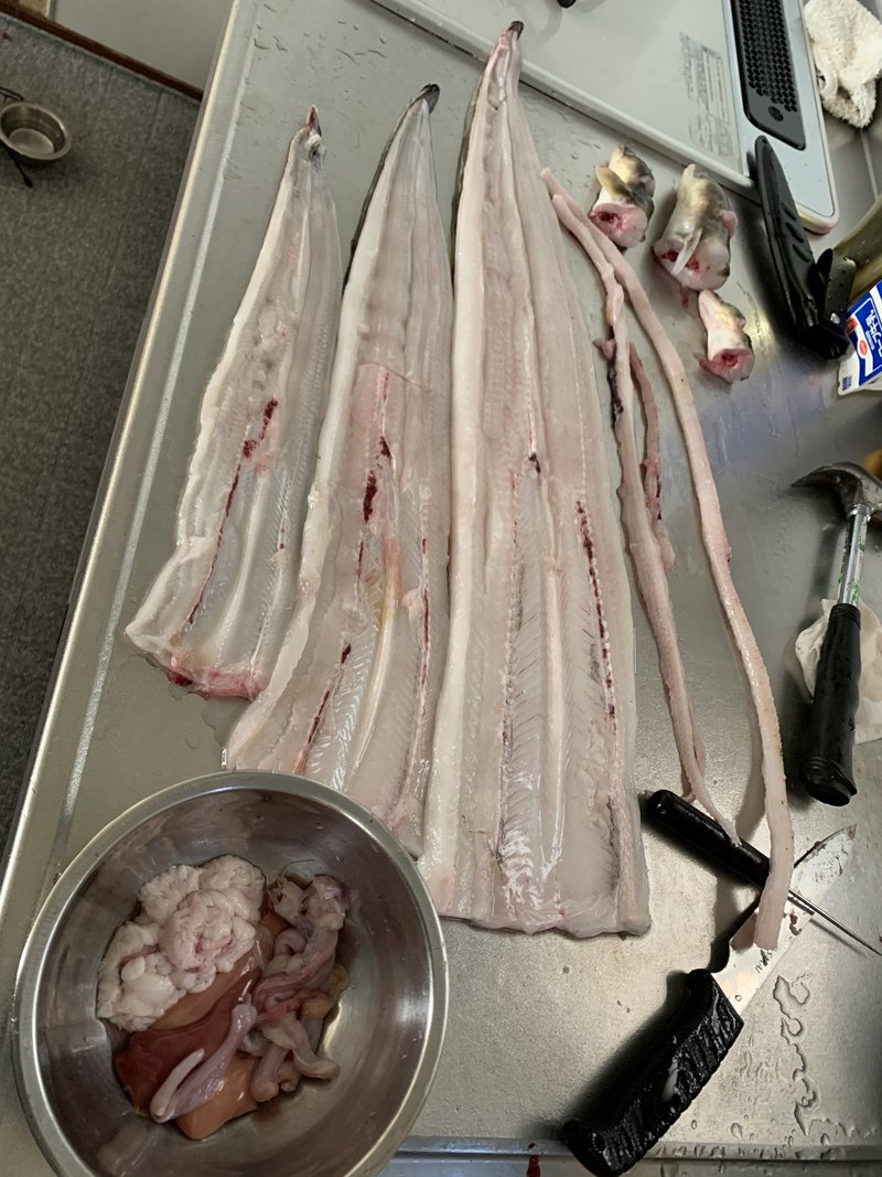 釣ったアナゴ捌いて食べてみた ザ キャプテン ロットンズ Note 釣ったアナゴ捌いて食べてみた ザ キャプテン ロットンズ Note