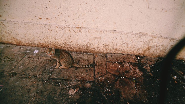 Gammarth / Tunisia チュニジアのガマルタで見つけた野良猫