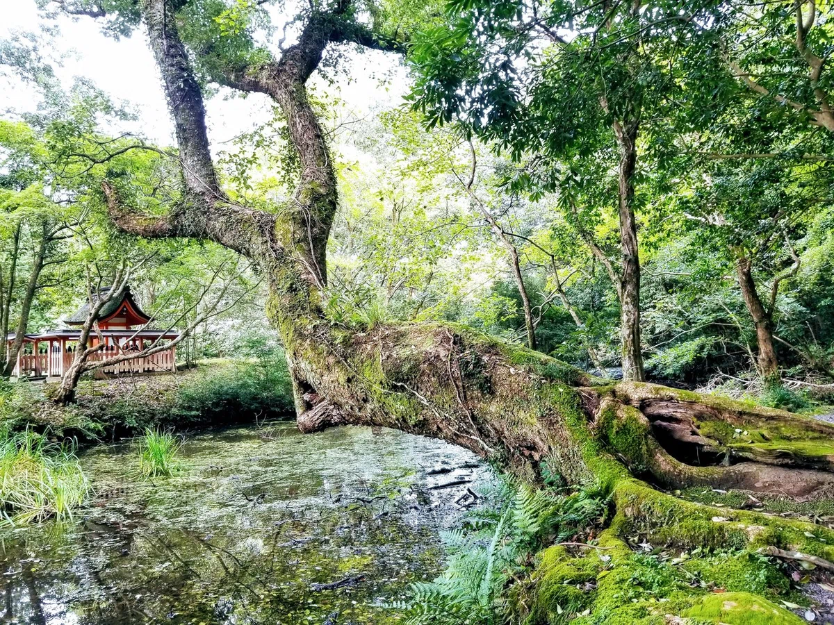 画像4