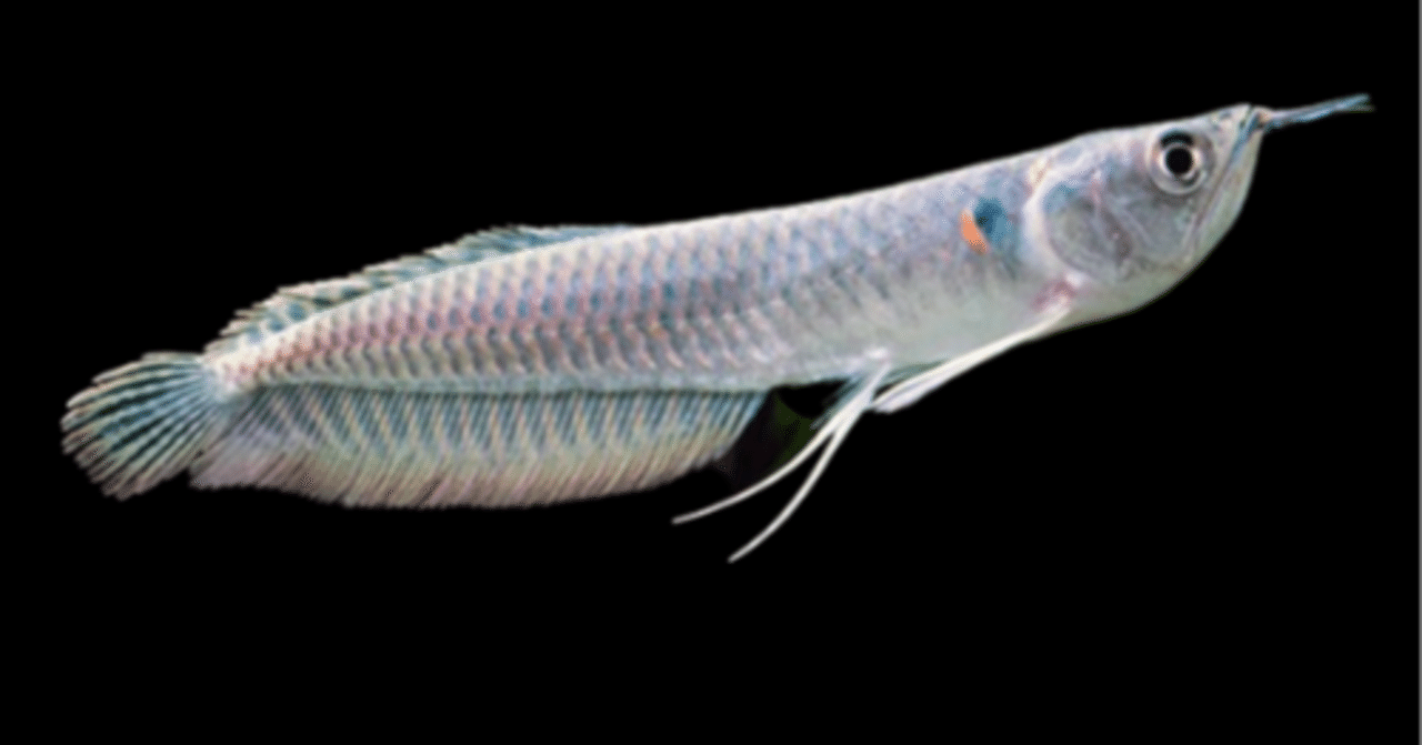 熱帯魚シルバーアロワナ （シルバーアロワナ｜熱帯魚・アロワナ