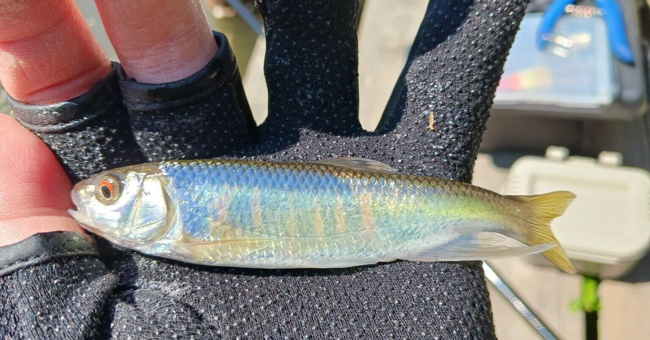 都市部の池で小物釣り なんでも釣れるよく釣れる 練り餌「九ちゃん」で「ハヤ」と遊ぶ|マチツリ@マルチアングラー