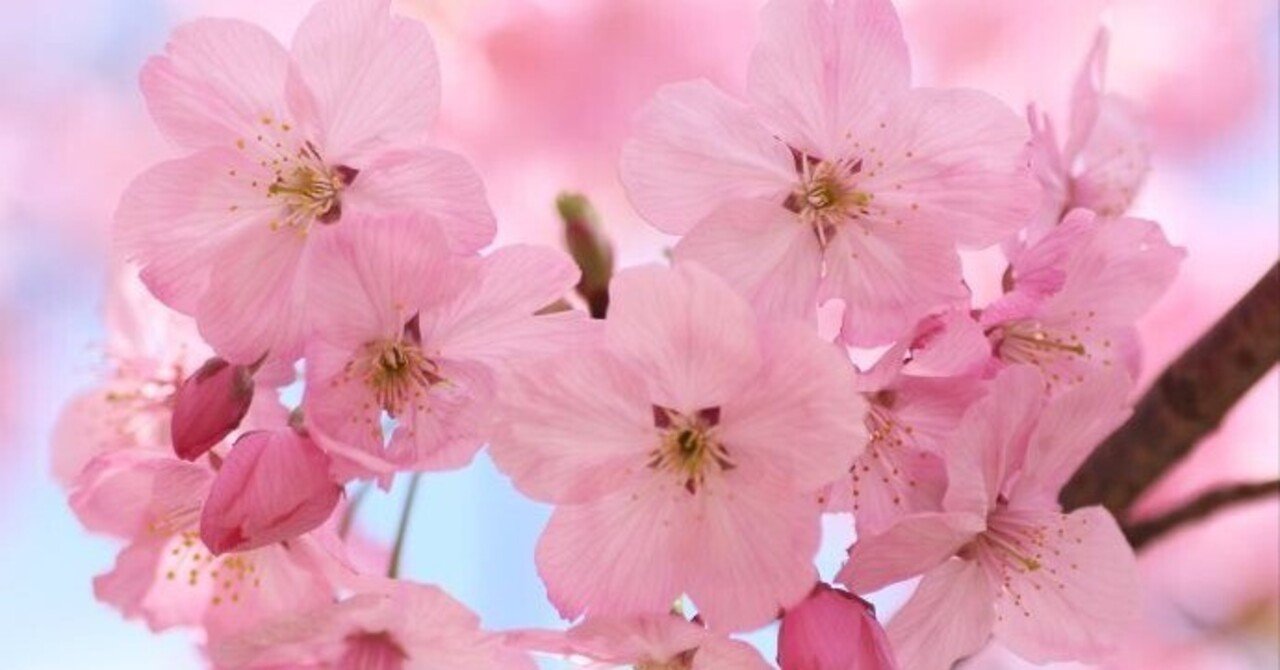 新品未開封　キストゥヘヴン　桜花賞　アバンティー　Ｓサイズ Amazon.co.jp: ソダシ 桜花賞 競馬 競走馬 ぬいぐるみ