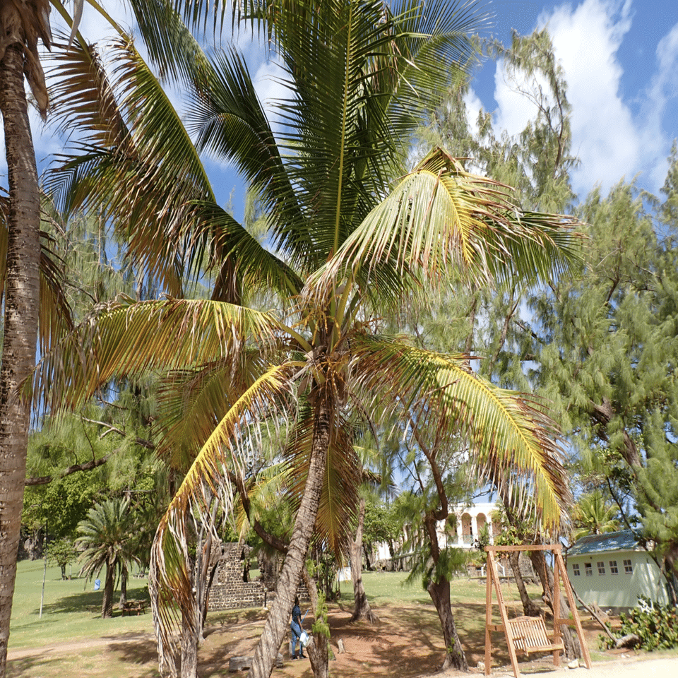 ヤシの木って何種類もあんねん。｜Yuyu in St Lucia