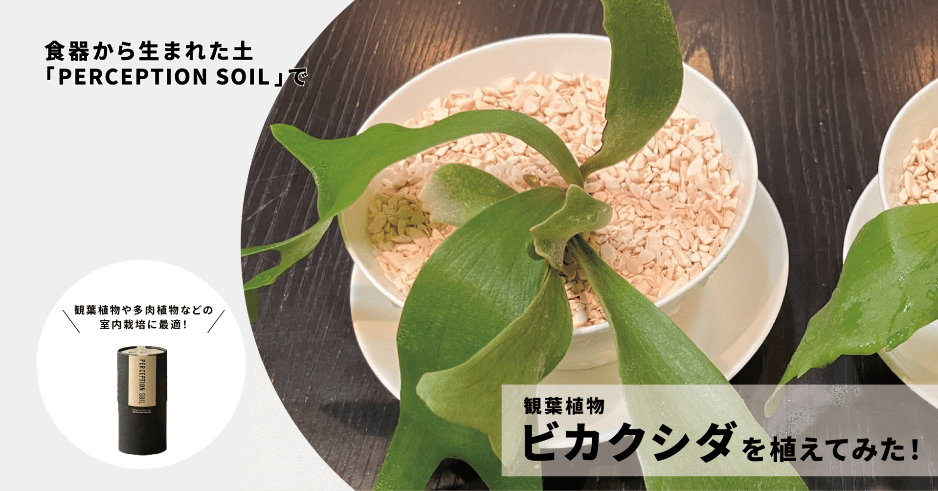 ビカクシダ🌿（観葉植物）を「食器からできた土」に植えてみた