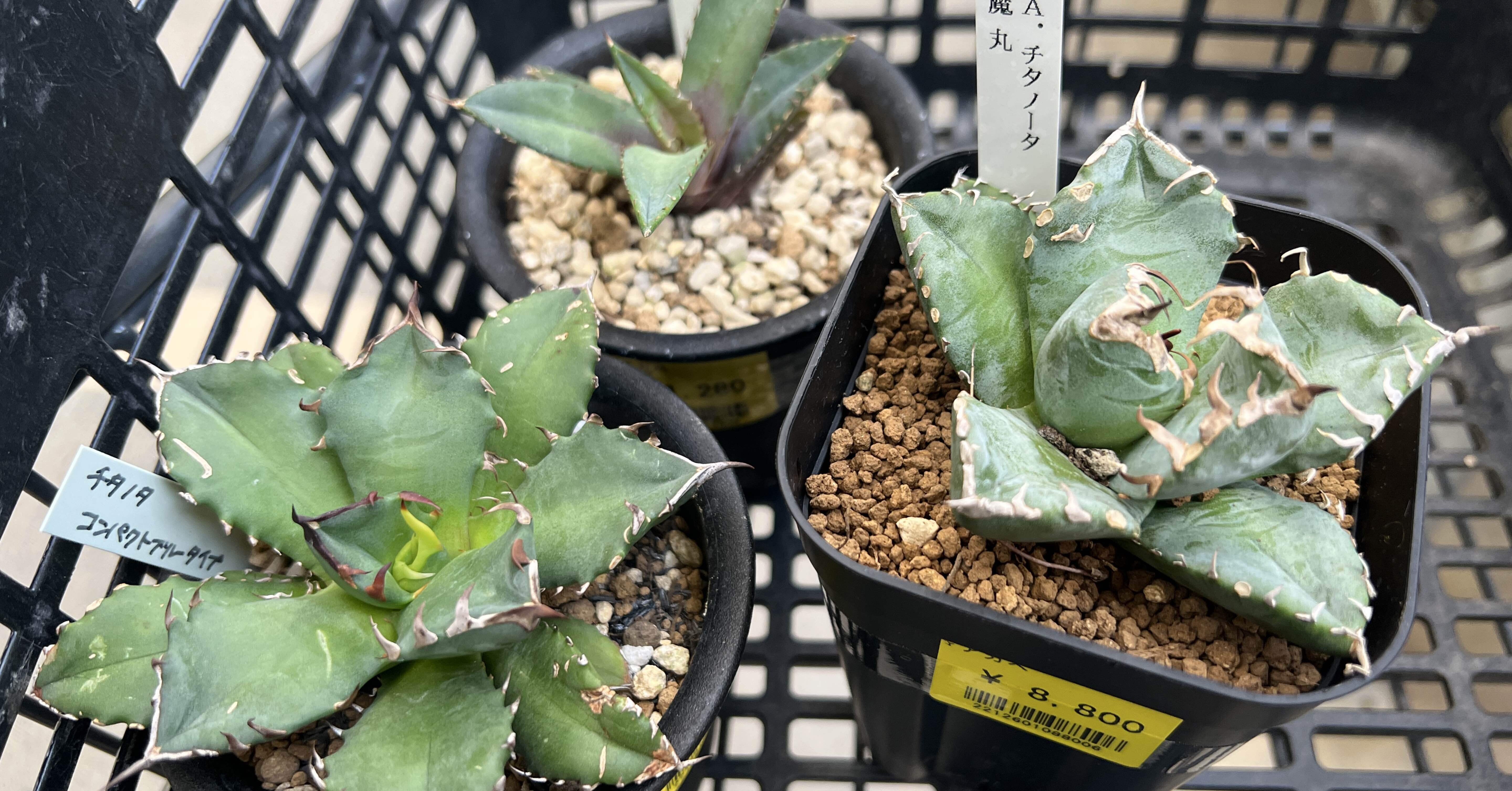 アガベ沼に落ちた話1「沼に落ちた経緯とアガベ専門店に初入店まで