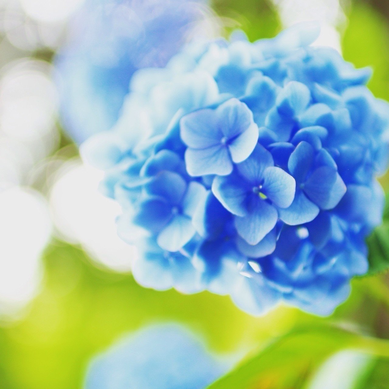6月といえば Hana Note