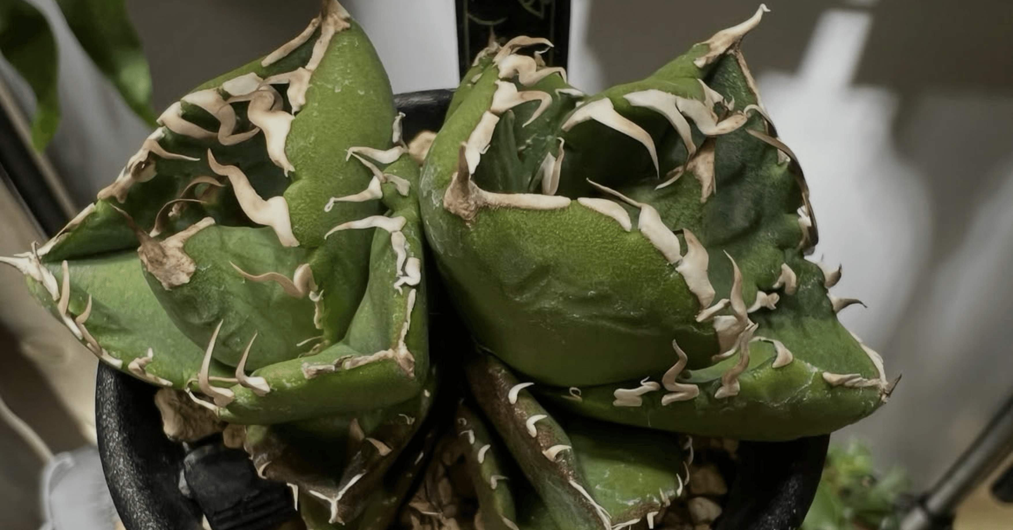 アガベ沼に落ちた話2「価格を一桁間違えた事件その後と初の植物棚作成