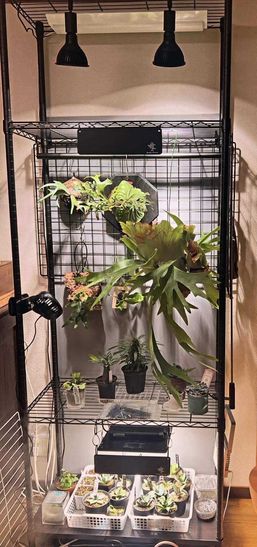 アガベ沼 秋の購入したアガベと温室のアガベ近況など | つべるふブログ 多肉生活